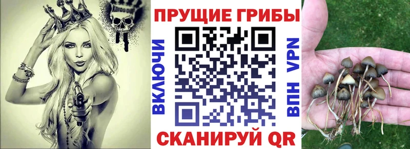 Купить закладки  Торопец  Галлюциногенные грибы Magic Shrooms 